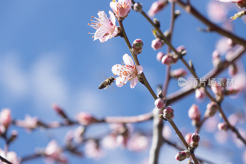 蓝天上杏花上的蜜蜂