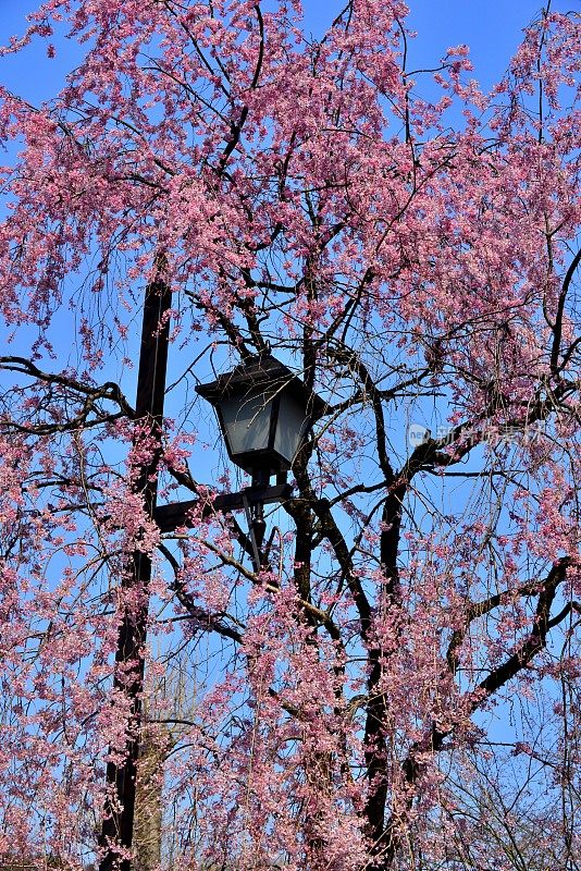 东京上野公园的樱花