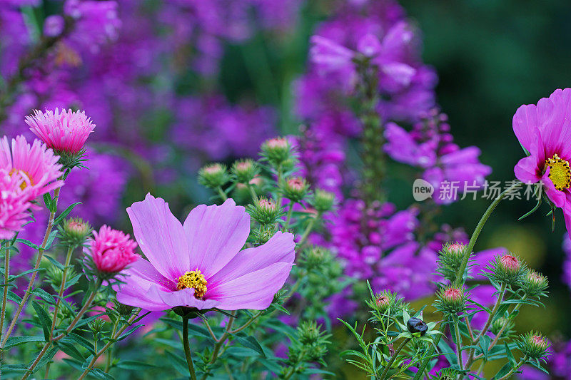 紫苑，大丽花，假龙头和花园宇宙