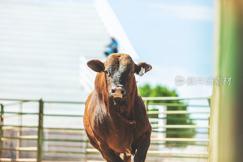 公牛骑犹他州牛仔西部户外和牛仔竞技会踩踏放牧骑马的马放牧家畜家畜摄影