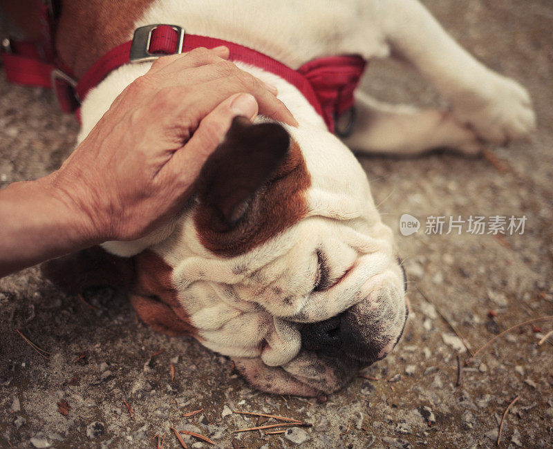 用手抚摸着一只英国斗牛犬