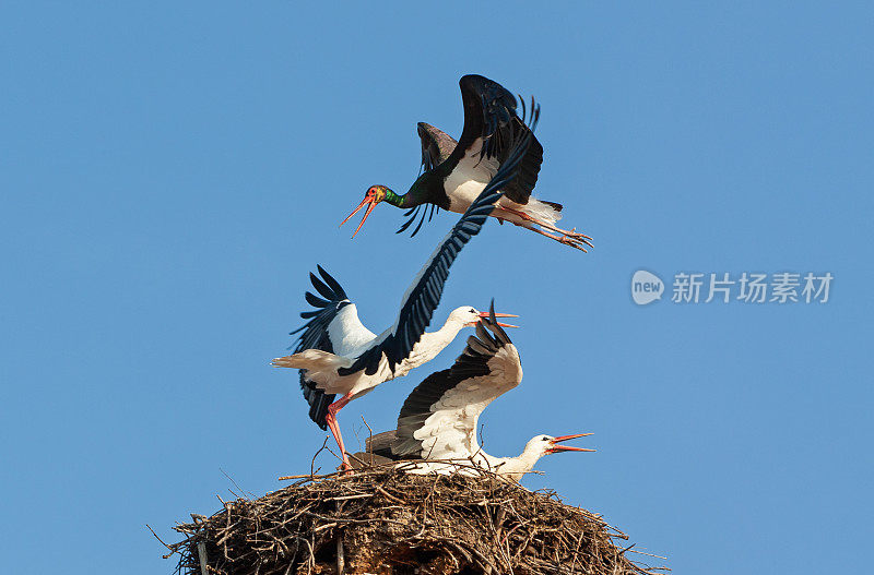 一只黑鹳袭击了窝里的两只白鹳