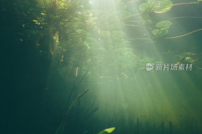 水下花园在小绿色池塘