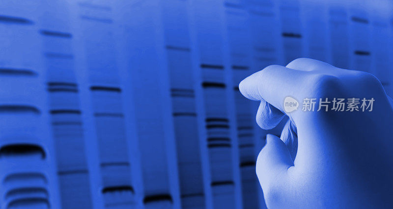 基因研究用手将DNA序列凝胶放在电脑屏幕上。生物学和研究。