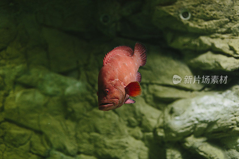 红色的鱼在水族馆里游泳。