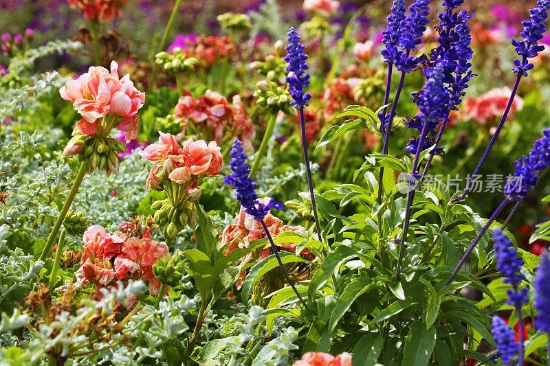 天竺葵和薰衣草花-花坛花园放松景观