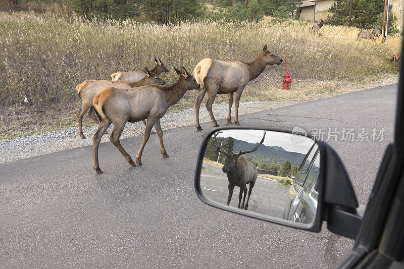 野生麋鹿群包围车辆常绿的科罗拉多落基山秋天车辙