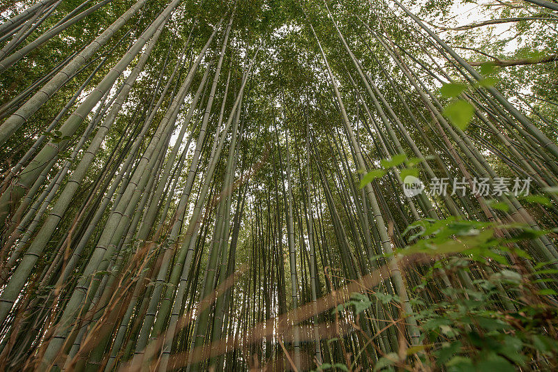 竹林,日本