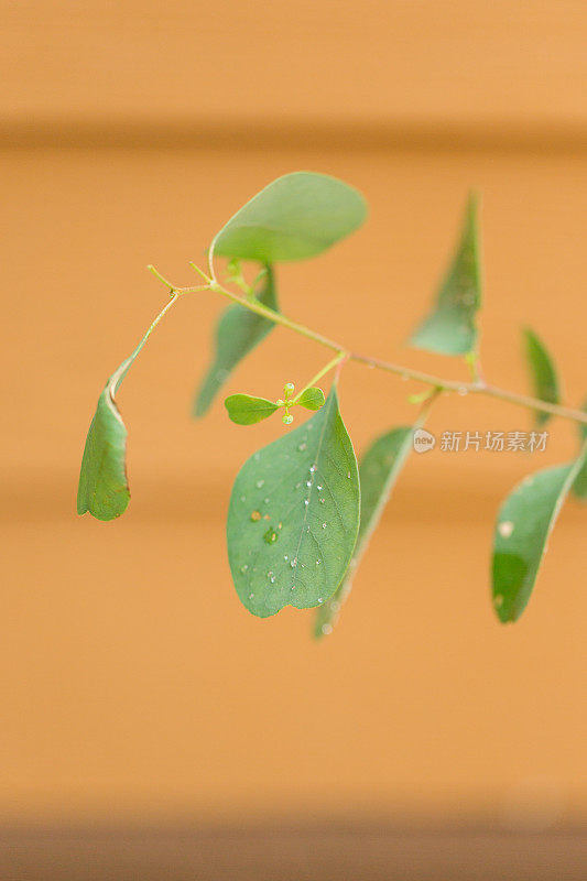 桉树“幸运的国家”植物