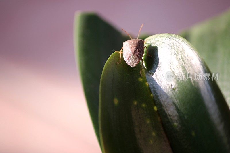 在植物叶子上的棕色大理石纹臭虫或大理石纹臭虫