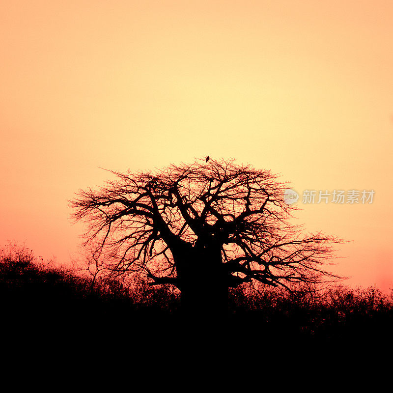 日落时分，坦桑尼亚Ruaha国家公园的猴面包树