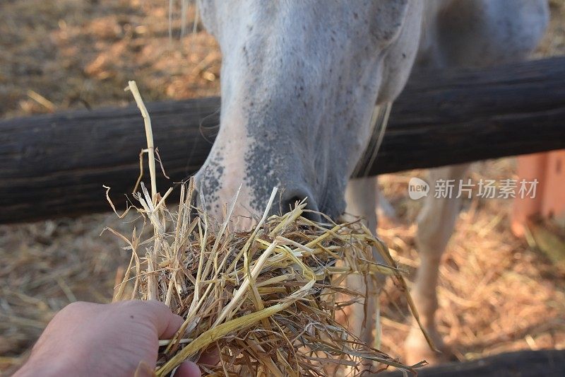 马吃干草