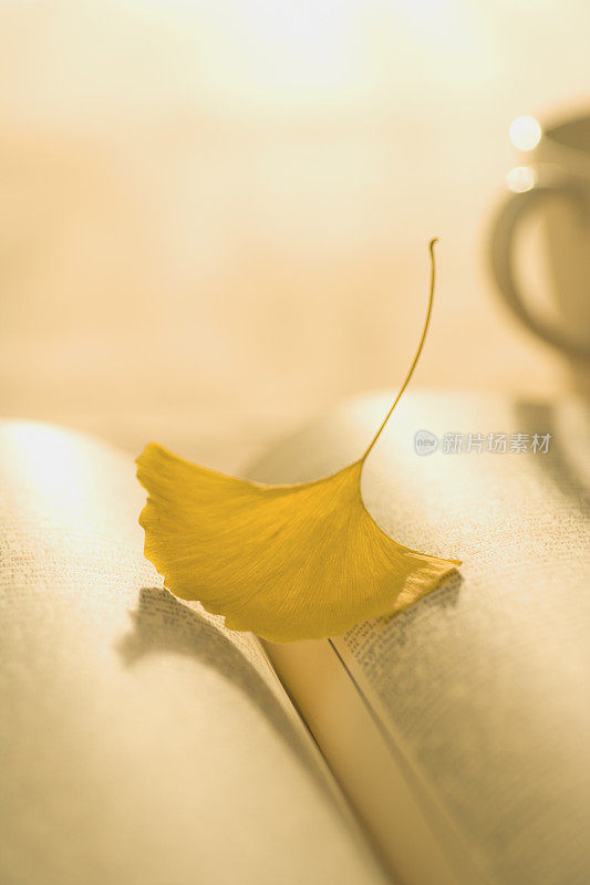 一片黄色的银杏叶躺在一本打开的书上
