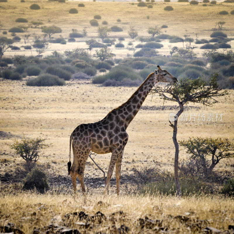 纳米比亚，达马拉兰，长颈鹿在树上吃树叶