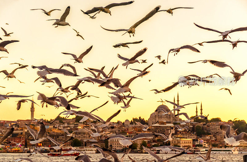 日落时分，伊斯坦布尔金角岛上空的海鸥