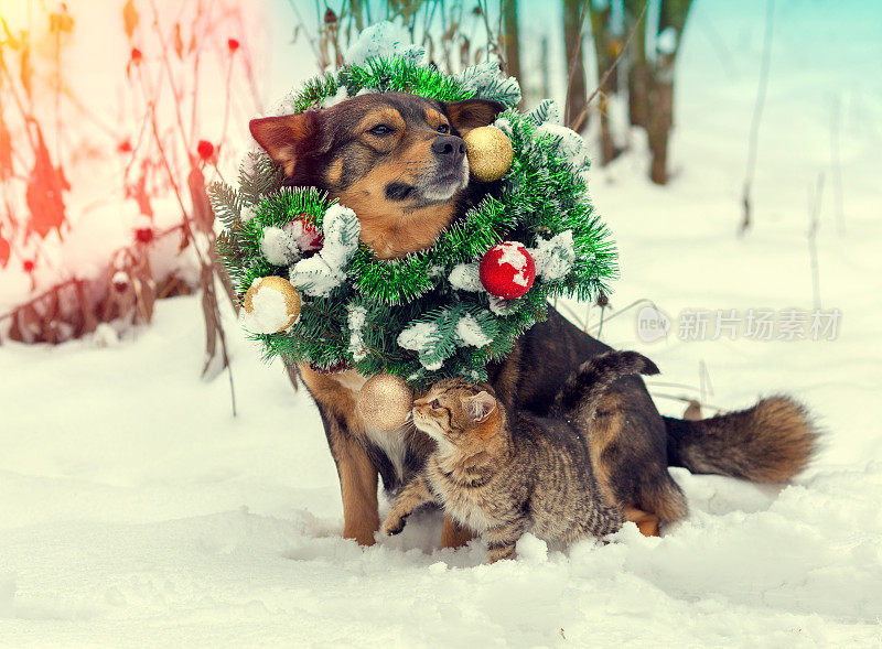 戴着圣诞花环的小狗和小猫一起坐在雪地里