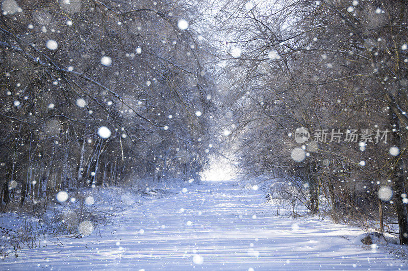 白雪皑皑的路穿过森林，白天。