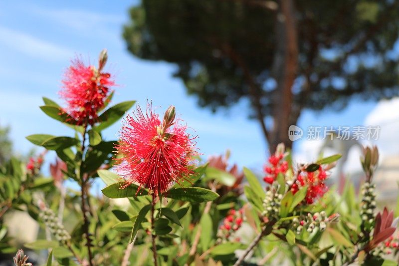 花萼，瓶刷花，产于意大利的澳大利亚本土植物