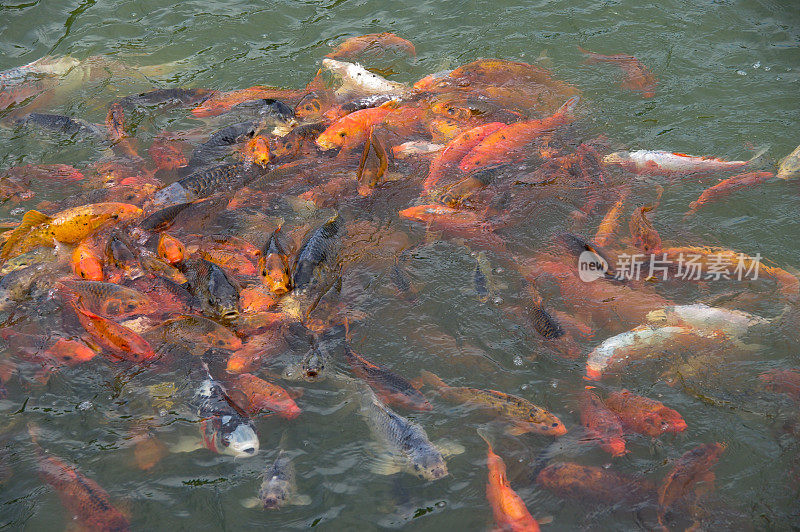 喂食锦鲤鲤鱼