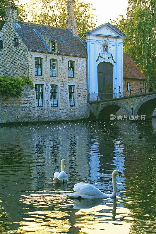 比利时布鲁日，在公园和修道院的水道上漂浮着天鹅