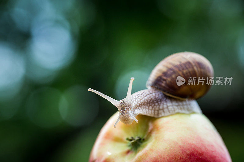 蜗牛和花园里的苹果