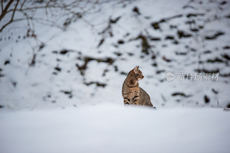 大自然中下雪天的小条纹猫。