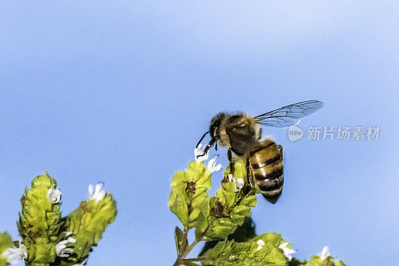 花上的蜜蜂的特写