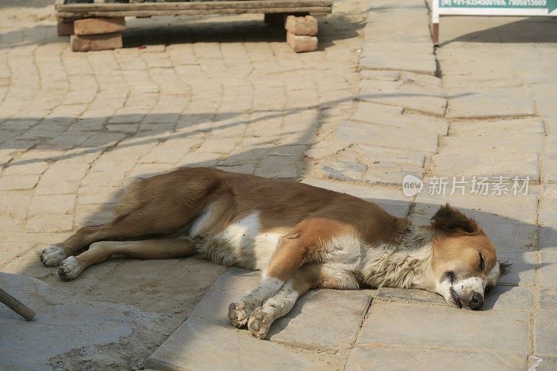 印度街头流浪狗的形象，无家可归的杂种狗死了