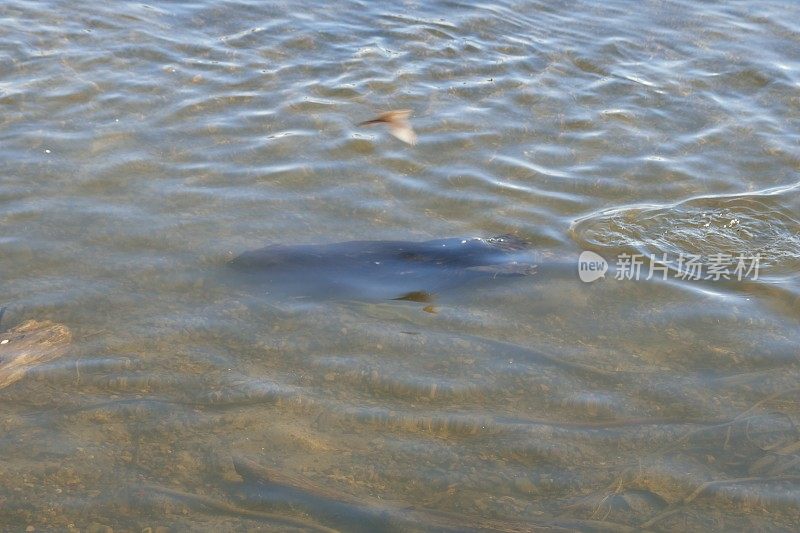 海狸在水下潜水