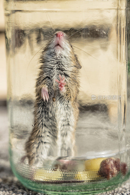 被困在玻璃里的老鼠