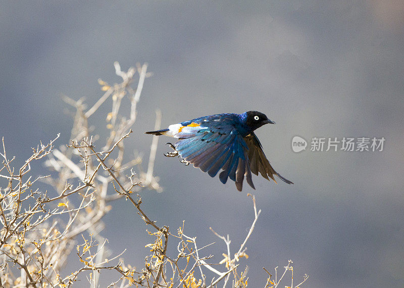 一流的椋鸟飞行