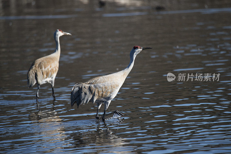 沙丘鹤两