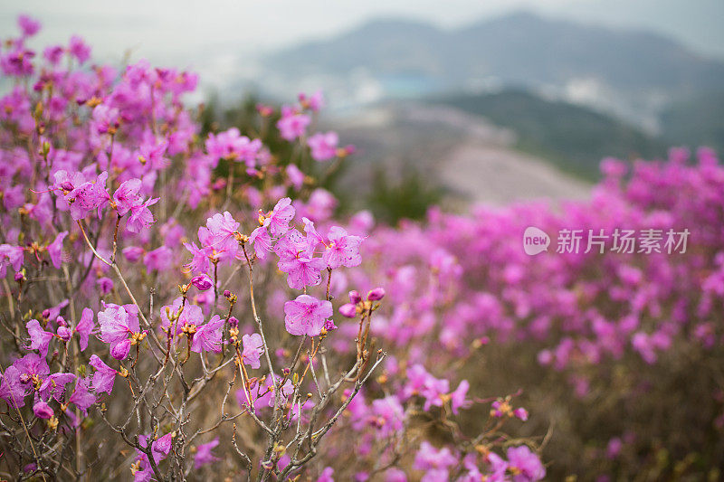 杜鹃花