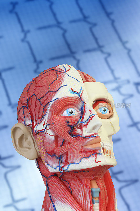 头部和面部解剖模型