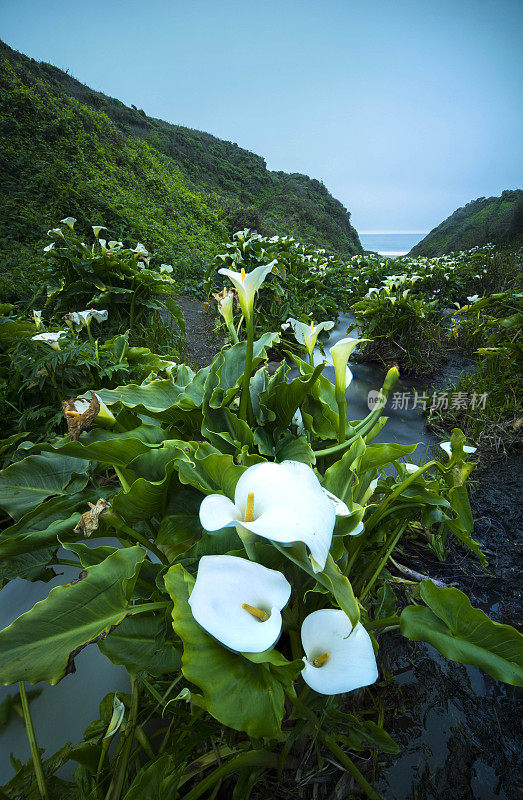 大苏尔马蹄莲