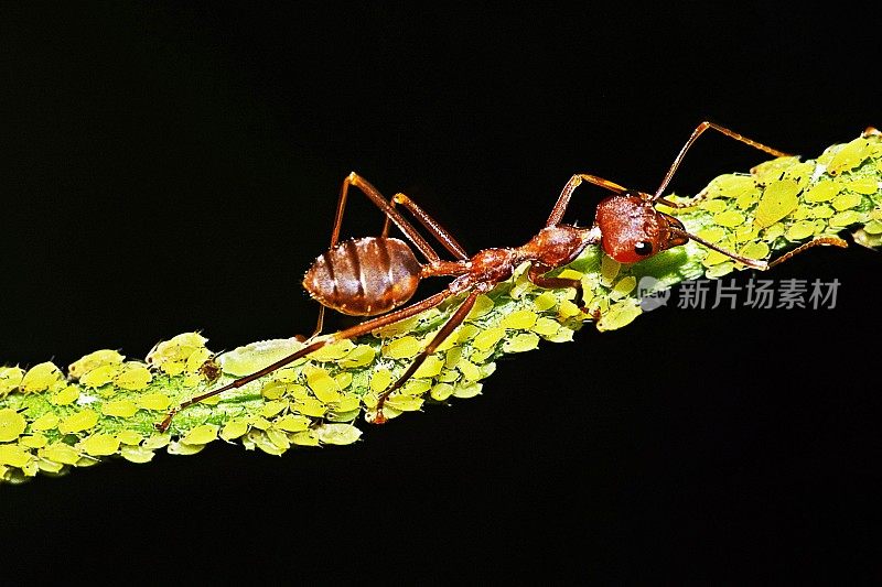 蚂蚁在蚜虫的树枝上行走。