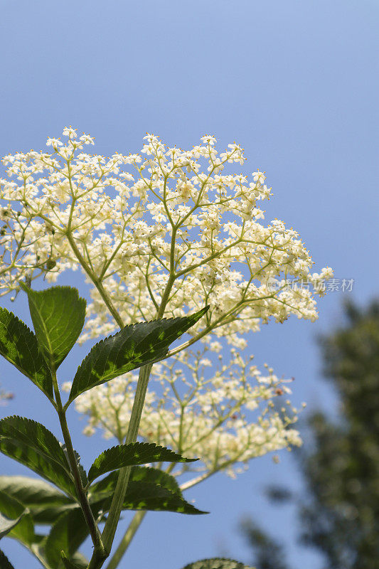 老布什花