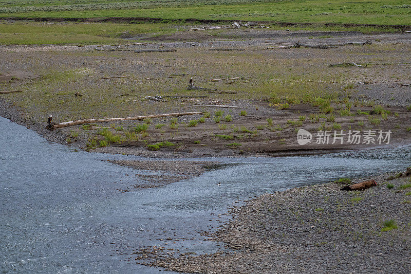 秃鹰看守野牛尸体