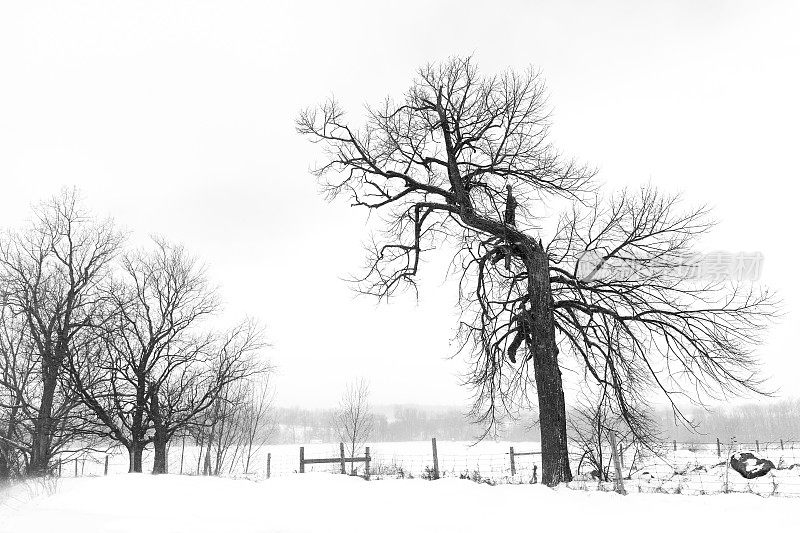 一棵大树在冬季暴风雪中向左倾斜