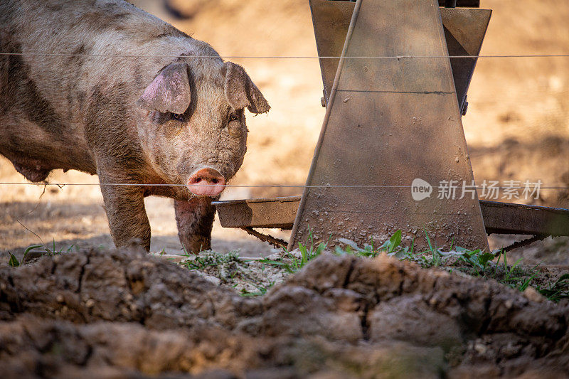 快乐、满足的猪从有机养猪场的机械喂食器上抬起头来