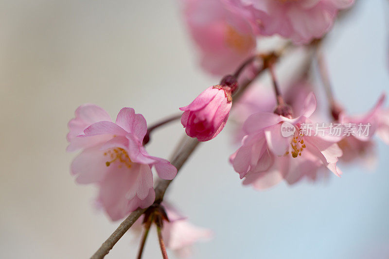 日本的樱花