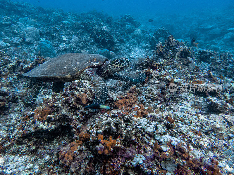 玳瑁海龟在珊瑚礁里游泳寻找食物。