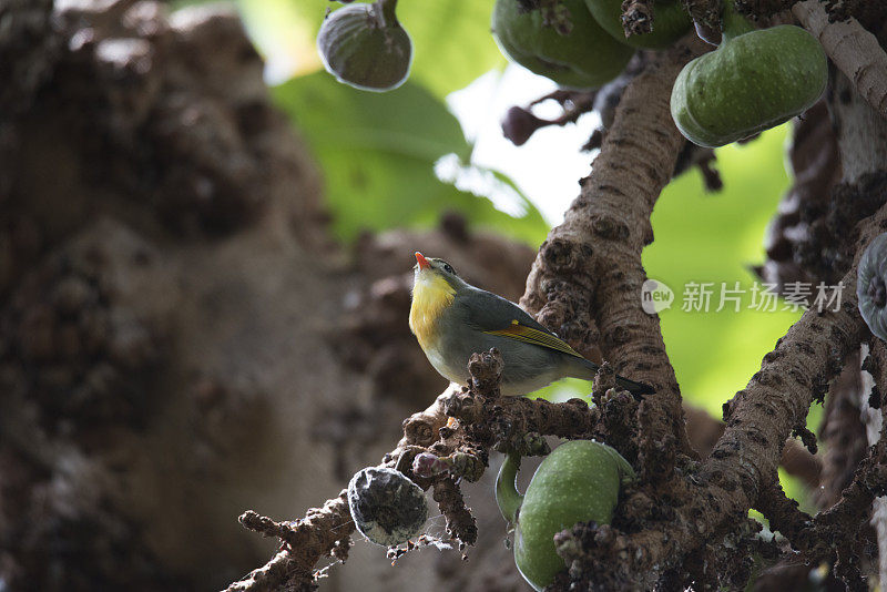 无花果树上的小鸟