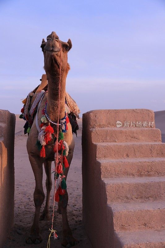 伊朗亚兹德沙漠的骆驼