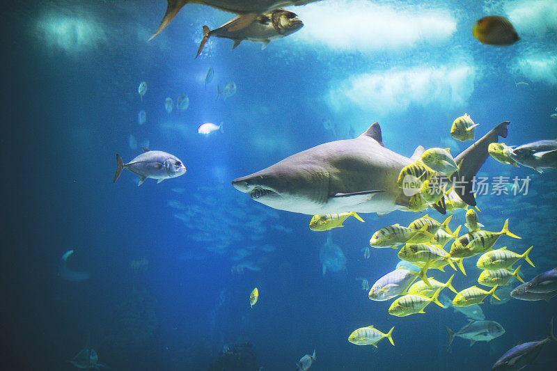 里斯本水族馆里的鱼