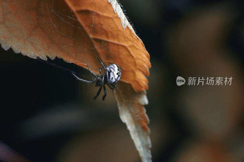 黑色背景上一只小心翼翼的小蜘蛛在织网。