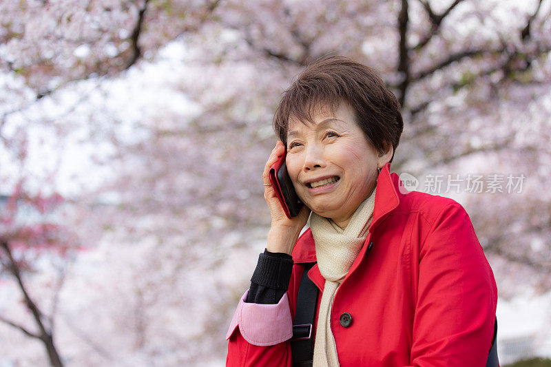 老妇人在欣赏樱花