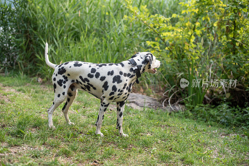 达尔马提亚犬