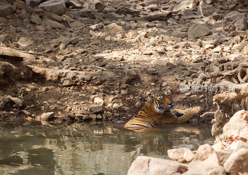 孟加拉虎，Ranthambore，印度。