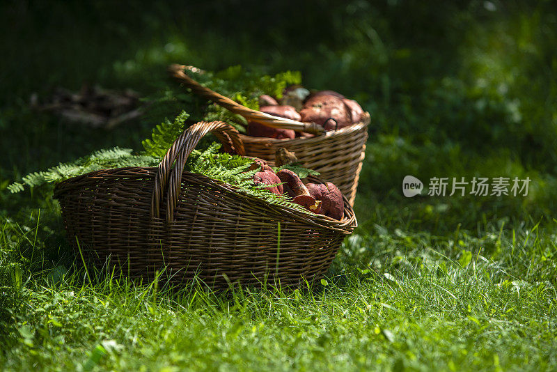 森林里的夏季收获。草地上新鲜采摘的野生食用蘑菇装满了两个篮子